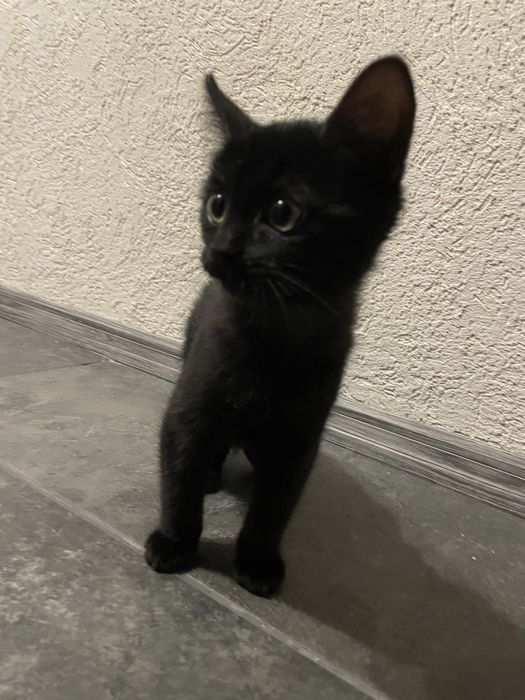 Se dau spre adoptie pisicute