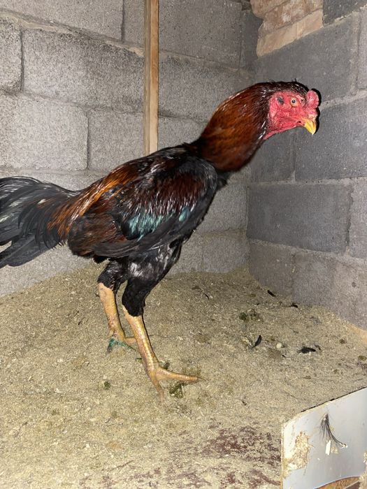 Бойцовый    кораз