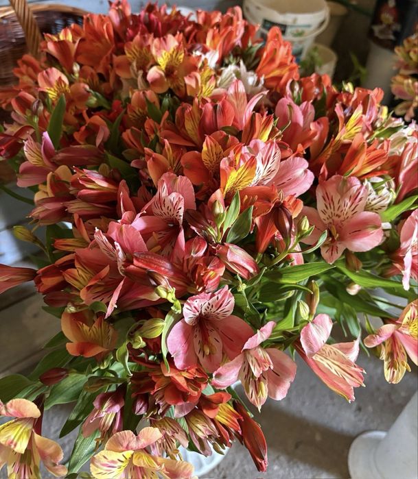 flori de vanzare (alstroemeria)