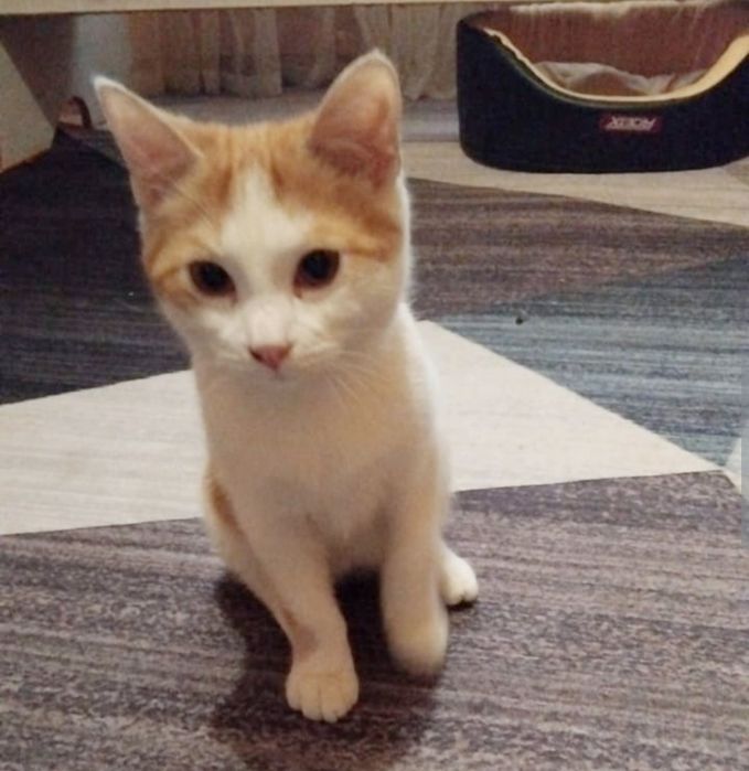 ПодРощенЫе КотЯта