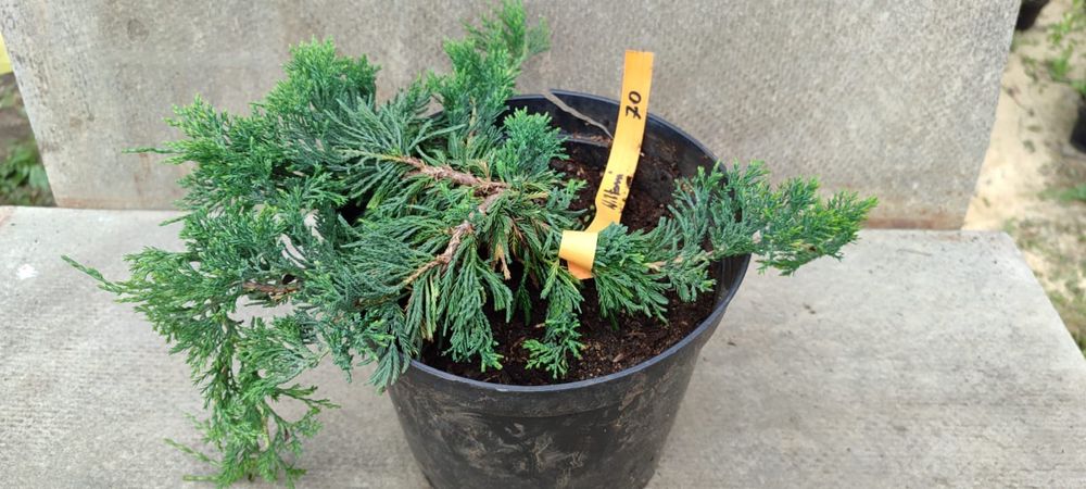 Продажа кустарников