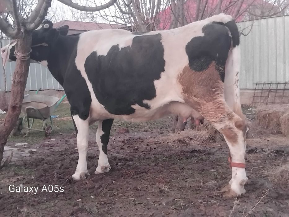 Буаз сиыр сатылады