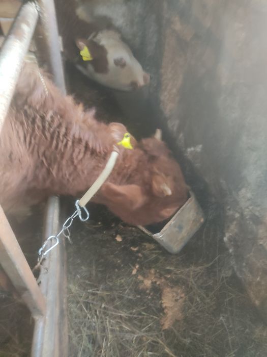 Тёлочек годовалых