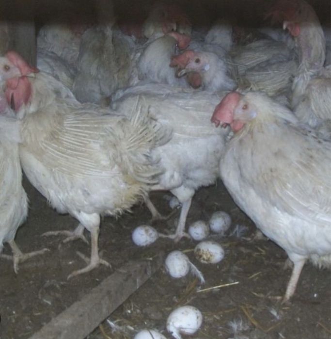 Куры несушки продам