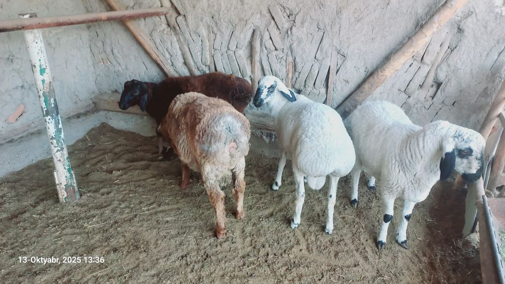 4ta qazoqi qo'chqorchalar sotiladi