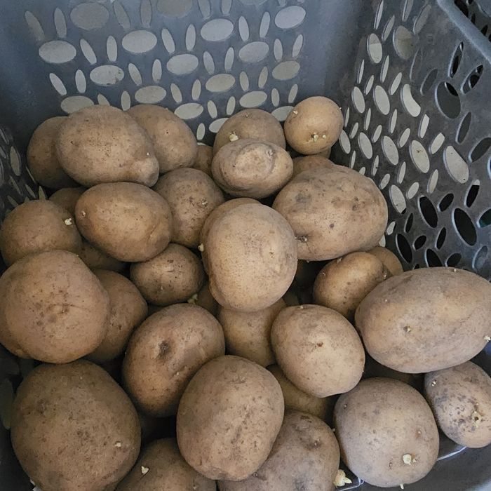 Картофель домашний