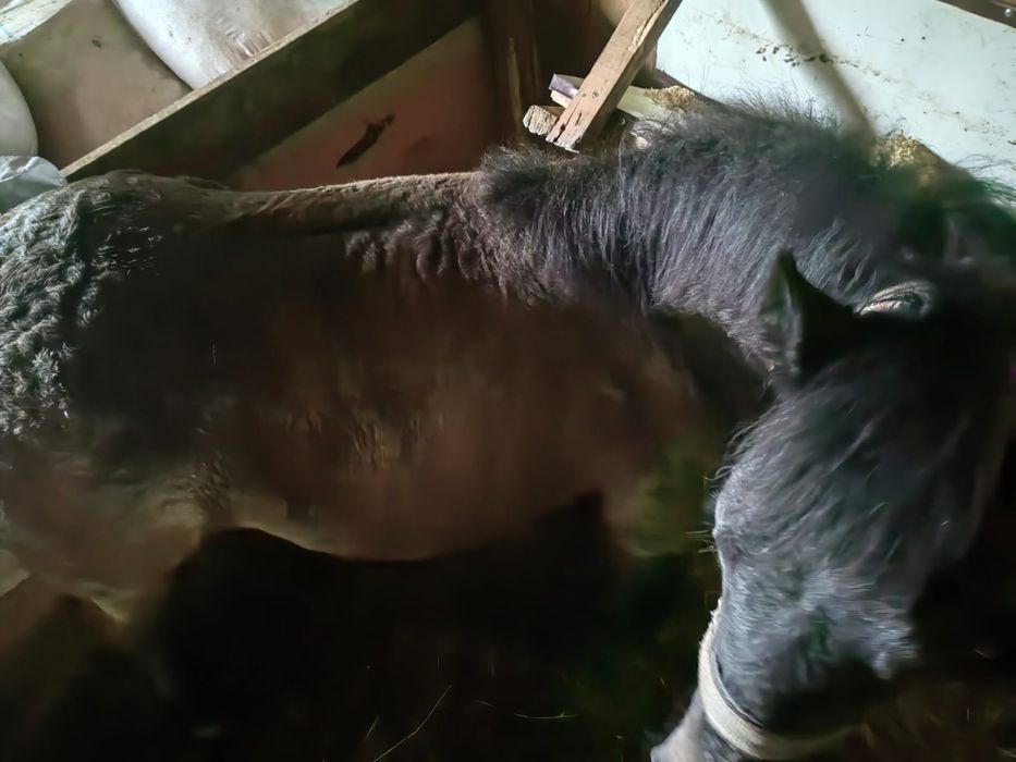 Vând sau schimb , mânză vârstă 7 luni