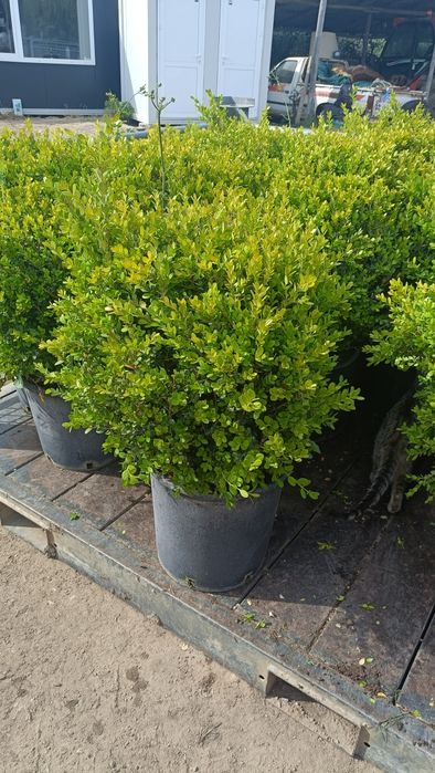 Leylandii chiparoși