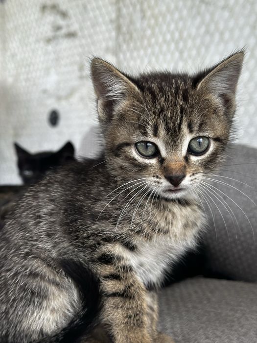 Очаровательные котята в самые добрые руки!