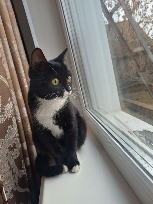 Отдам в добрые руки