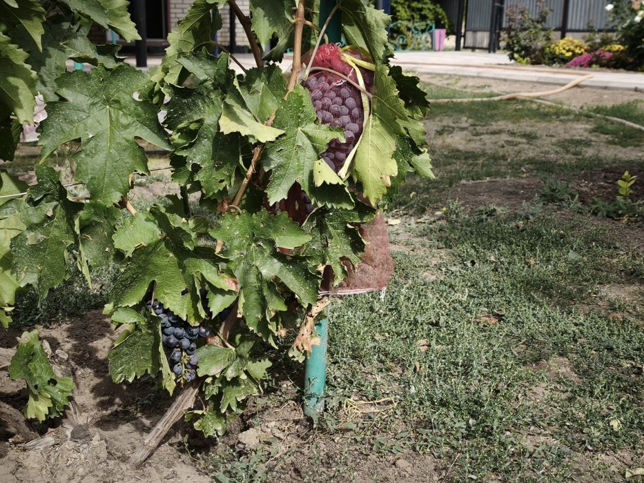 Продам виноград киш миш