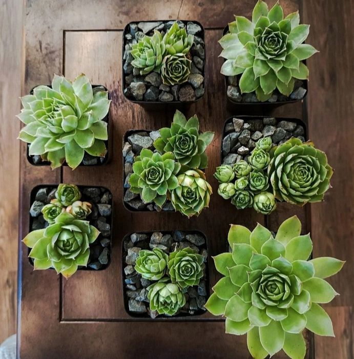 Plante suculente
