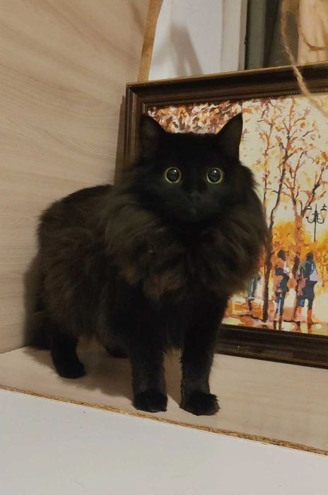 Пушистая красавица ищет дом