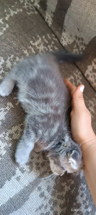 Британские котята