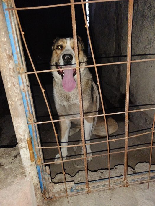 Алабай 1 жыл 2 айлық күшік