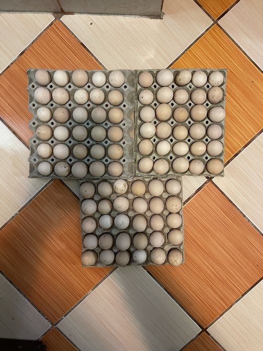 Oua pentru incubat.