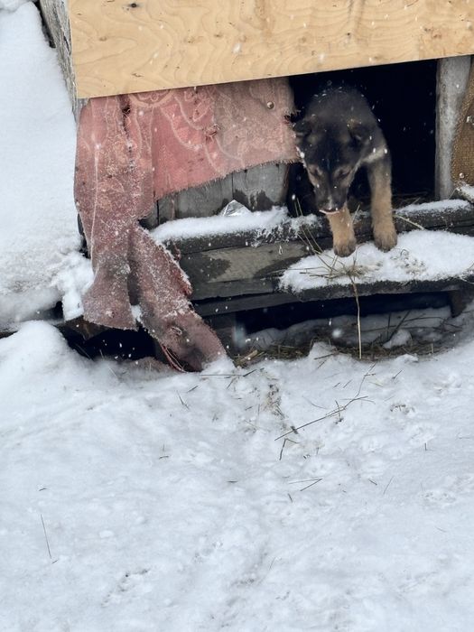 Мальчишка и 2 девчонки ищут дом