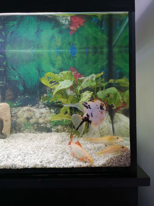 Acvariu 112 litri cu dulap sustinere. Accesorii si pesti cadou