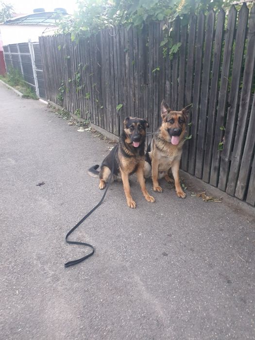 Dresaj canin in Prahova