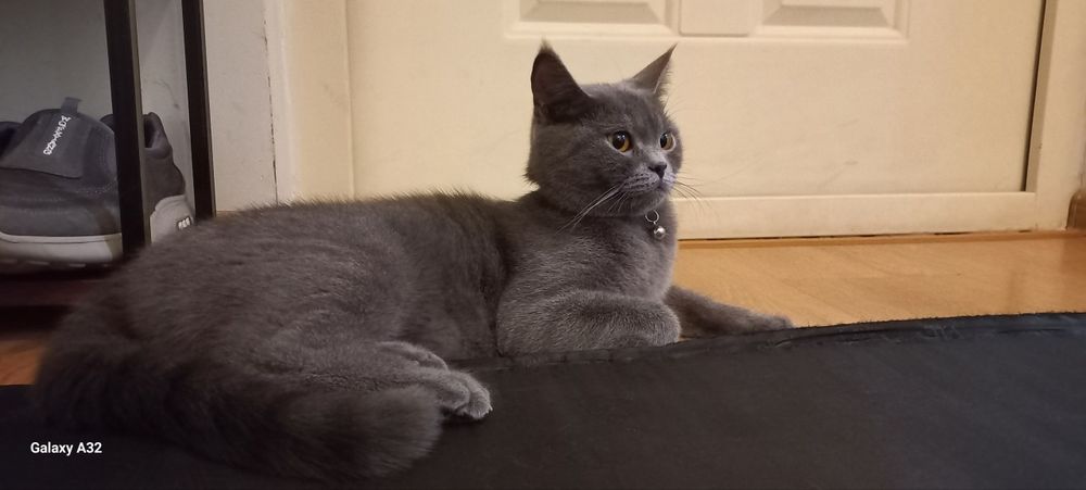 Britanskiy strayd 100$ sotiladi