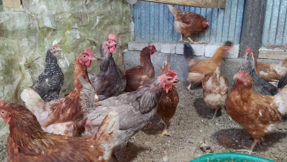 Продам куры домашние