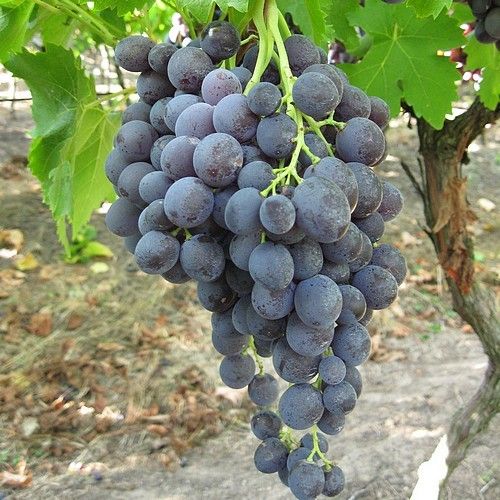 Лозoв и овощен сертифициран посадачен материал