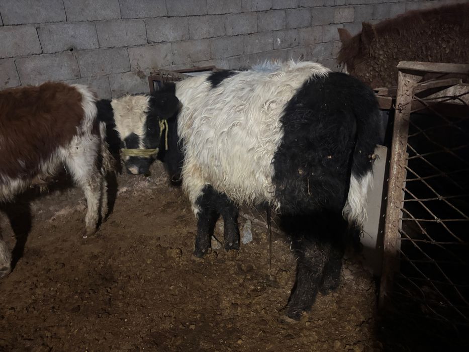 Еркек баспактар 7