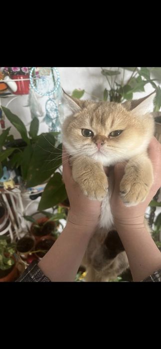Кошечка стерилизована