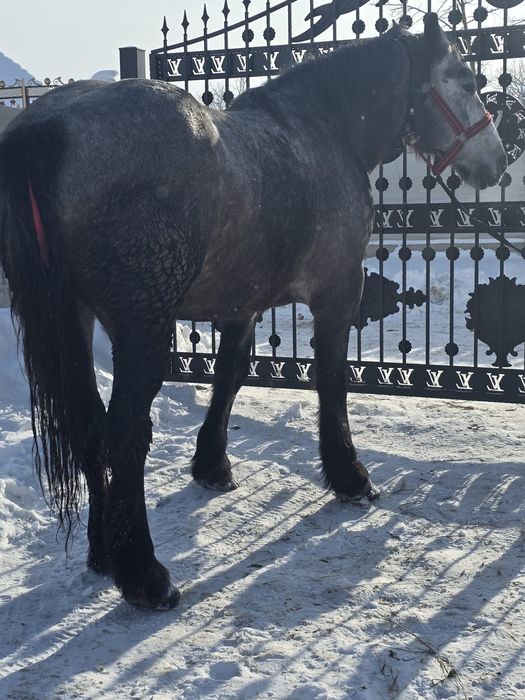 Vând mânză de 3 ani.