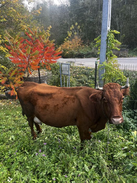 Vaca de vinzare buna de lapte