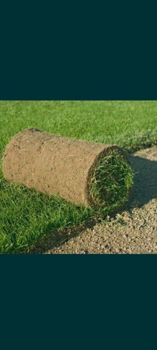 Gazon ekish va lanshaf