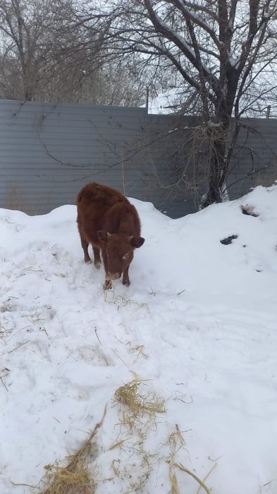 Животные сельхоз животные