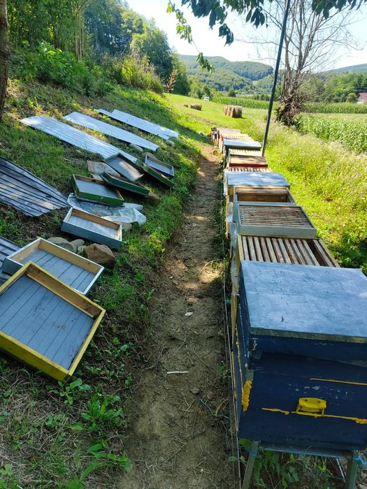 Se vinde 17 famili de albine in judetul Bistrița Năsăud