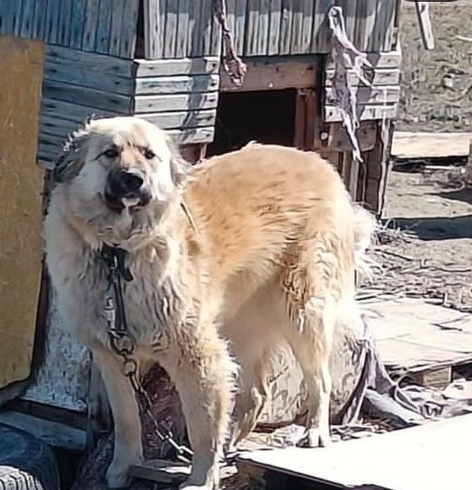 Двортерьеры ищут хозяина