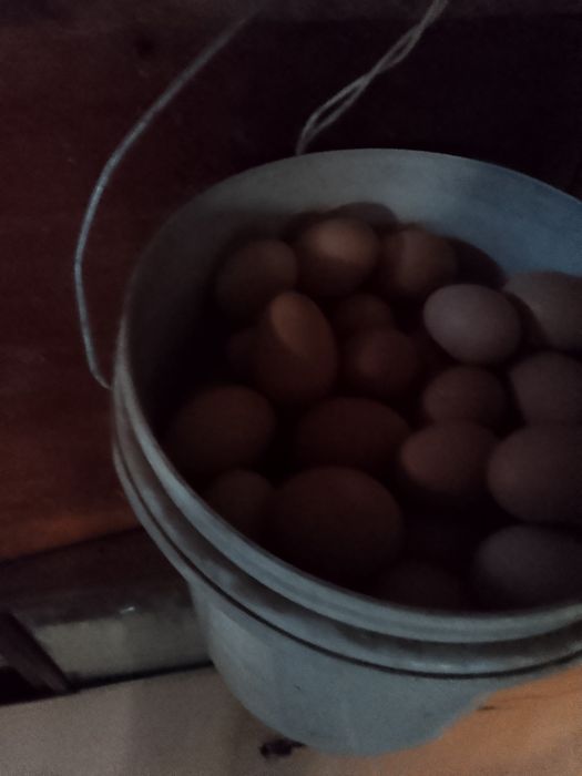 Домашний яйцо қолдың жұмыртқасы