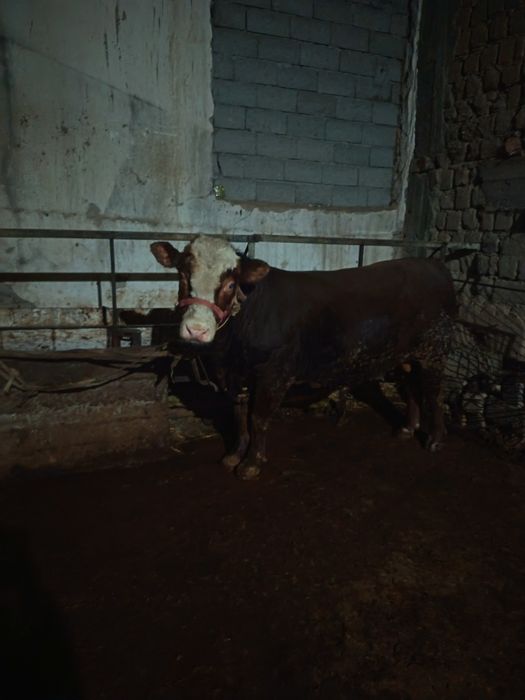 Gerinfod buqa sotiladi