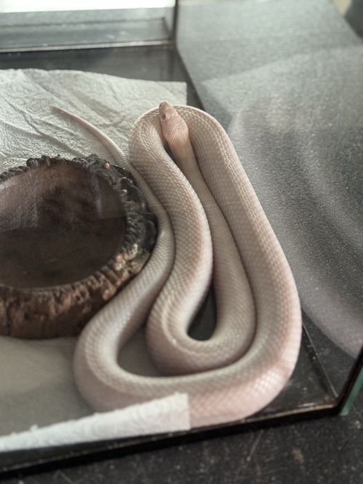 Corn snake blizzard