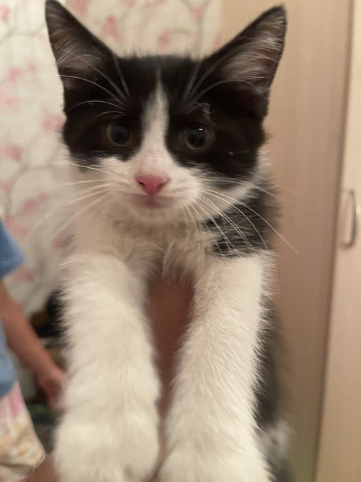 Отдам котят в добрые и заботливые руки