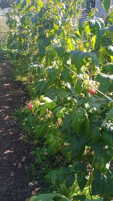 Продам саженцы ремонтантной малины.