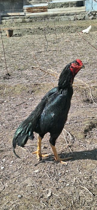 Jujalar maydi oxirida chiqqan hamma joyi sog 600000 mingdan