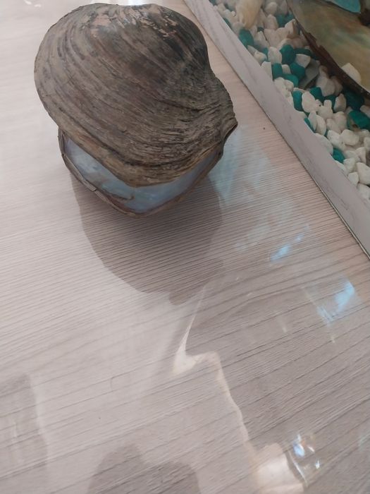 Аквариумные ракушки