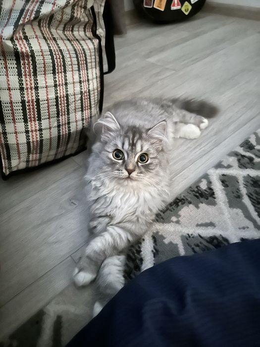 Кот ищет кошку для вязки