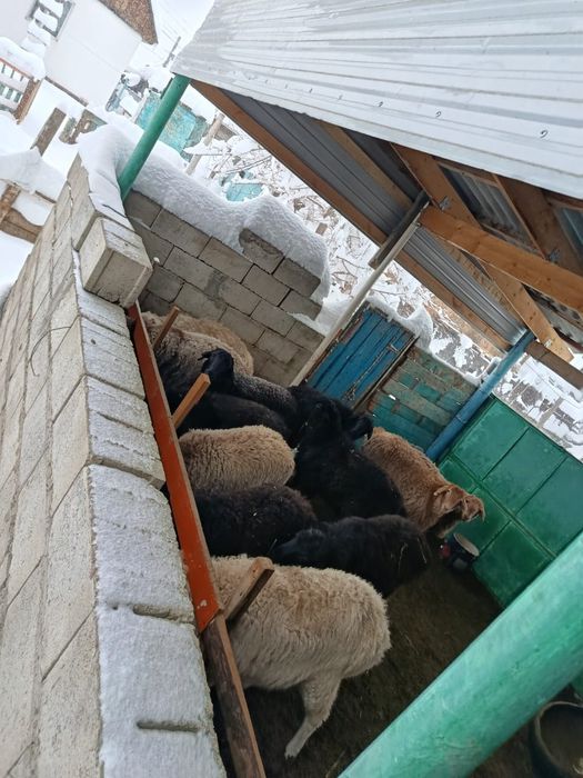 Жасқа толмаған ісек тоқтылар сатылымда