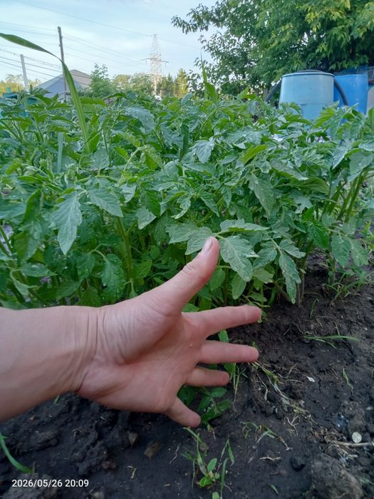Рассада сатылады помидор