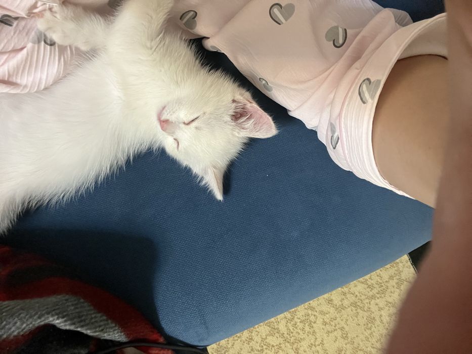 Мысық сатылады 2 айлық кішкентай Астана қаласы