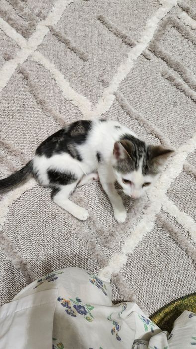 Котенок(девочка)
