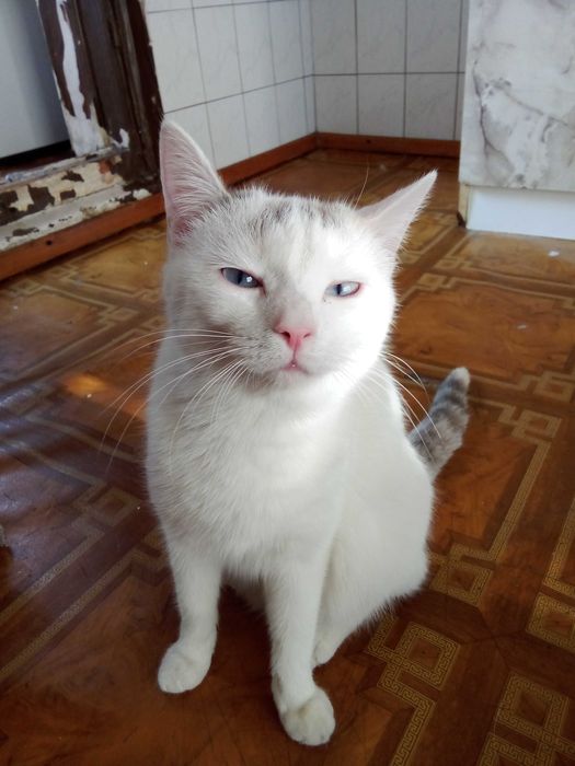 Отдадим кошек котов в добрые руки