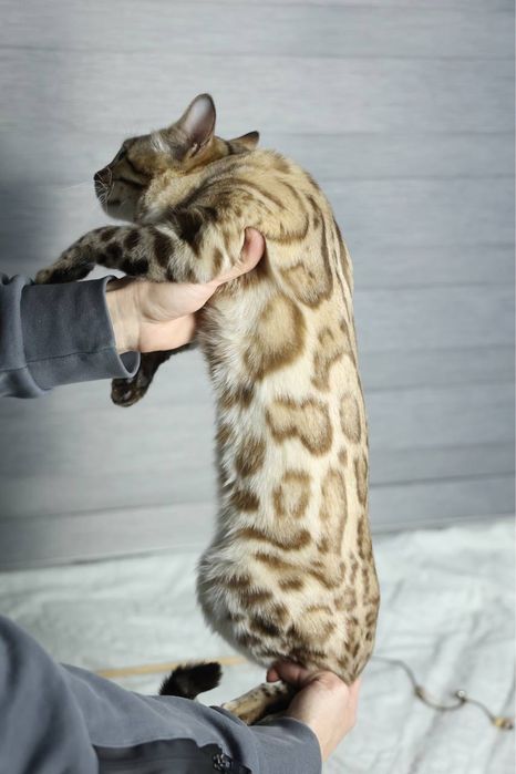 Клубная бенгальская кошка!