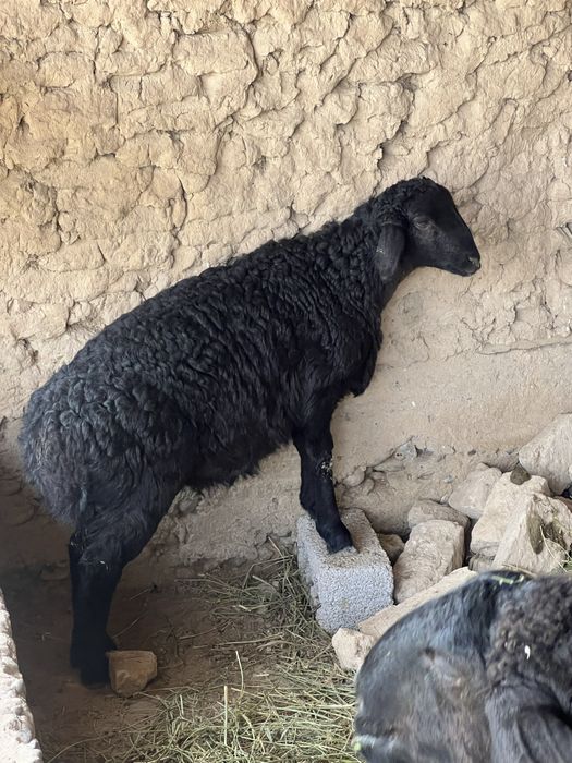 Qozilar sotladi 4 oyli sogʻlom