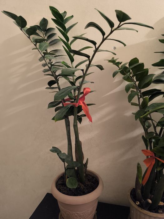 Комнатные цветы Замиокулькас